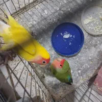 کوتوله برزیلی