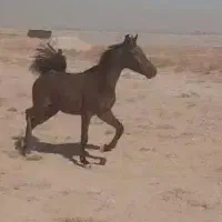 کره ماده نوه کامران