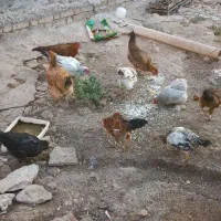 مرغ و خروس