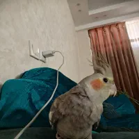 عروس هلندی بدون قفس