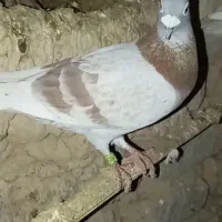 تعدادی پلاکی  جوجه و بالغ نژاد جانسن واردن