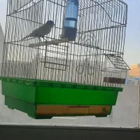 قناری نر جوان و قرص بخوان|پرنده|قزوین, |دیوار