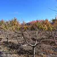 هرس درخت|خدمات باغبانی و درختکاری|بروجرد, |دیوار