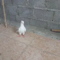 کبوتر|پرنده|سوسنگرد, |دیوار