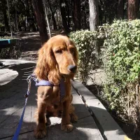 گمشده در پارک قیطریه