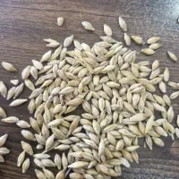 فروش جو خارجی