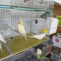 پرنده|پرنده|سنندج, |دیوار