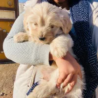 سگ شیتزو بامزه وباهوش