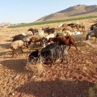 بز درجه یک|حیوانات مزرعه|اصفهان, ارداجی|دیوار