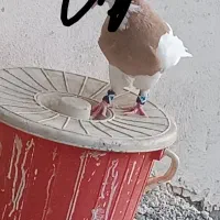 گمشده کبوتر طوقی