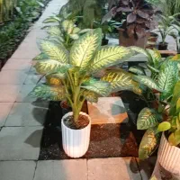 گل آپارتمانی گل خانگی وبیرونی خاک گلدان و باغچه|خدمات باغبانی و درختکاری|مشهد, دوست آباد|دیوار