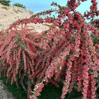 زرشک تازه تمیز شده واب زرشک صدردصد|خوردنی و آشامیدنی|شهرضا, |دیوار