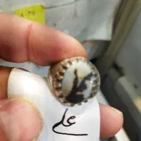 انگشتر نقره نگین شجر اصلی