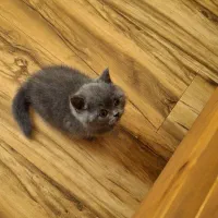 بریتیش بلو شورت هیر