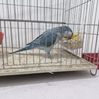 راهب اهلی|پرنده|ارومیه, |دیوار