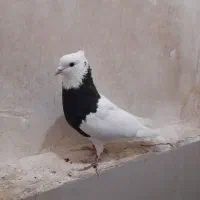 نر طوقی سیاه پرشتی