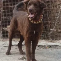 لاس سرخ درشت