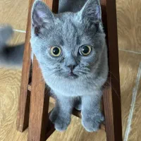 فروش گربه اسکاتیش بریتیش بلو ۸ ماهه
