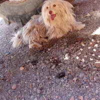 سگ شیتزو خانگی شناسنامه دار|سگ|تربت جام, معدآباد|دیوار