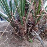 بچه نخل برحی|گل و گیاه طبیعی|بندر ماهشهر, |دیوار