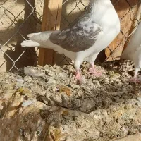 دوکت پرشی|پرنده|کبودرآهنگ, |دیوار