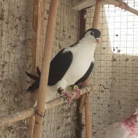 خرید فروش کبوتر