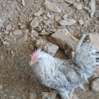 خروس مرندی|حیوانات مزرعه|یزد, |دیوار