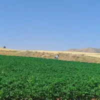 ۷۵۰۰ متر زمین(جاده سنندج)جنب کاشی کسری