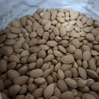 بادام درختی محلی