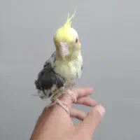 عروس هلندی خاکستری نر