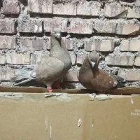 یک جفت کله تاپ هیکلی و درشت و رنگ خاص