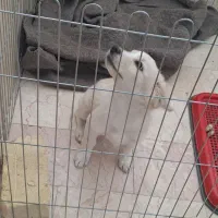 یک عدد سگ خوشگل نژاد پامر روباهی|سگ|یزد, |دیوار