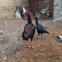 خرووس لاری|حیوانات مزرعه|مریوان, |دیوار