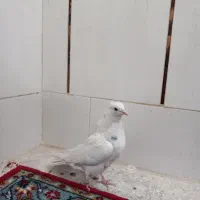 کبوتر پرشی خوش خال بازی کن|پرنده|اصفهان, حصه جنوبی|دیوار