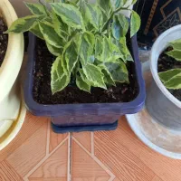 گل های پدیلانتوس|گل و گیاه طبیعی|کرمانشاه, |دیوار