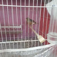 قناری نر و ماده|پرنده|نیشابور, منظر|دیوار