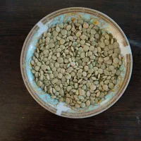 عدس کاغذ کنان