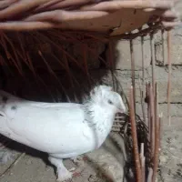 فروشی|پرنده|گلبهار, شهر جدید گلبهار|دیوار