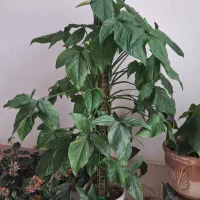 گل سینگونیوم