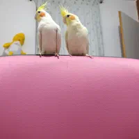 عروس هلندی لاترینو