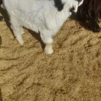 بزغاله شیری|حیوانات مزرعه|اصفهان, جلوان|دیوار