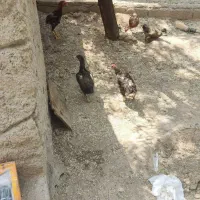 مرغ و خروس