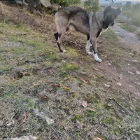 سگ نر