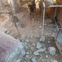 سگ 11ماهه نر فروشی بدلیل کمبود جا