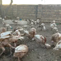 بوقلمون قرمز زیر قیمت|حیوانات مزرعه|بانه, |دیوار