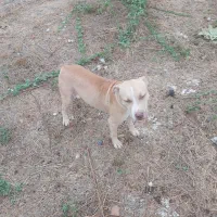 معاوضه ژرمن و پیتبول با سگ گله