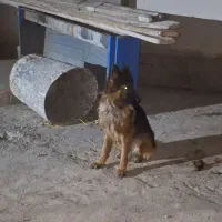 سگ ژرمن شیپرد نر|سگ|هشتگرد, شهرک راه آهن|دیوار