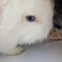 یک عدد خرگوش مینیاتوری دستی تمام واکسن ها زده شده