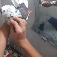 کفتر نر|پرنده|کوهدشت, |دیوار