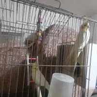 ۳جفت عروس با۲تانرتک|پرنده|قنوات, |دیوار